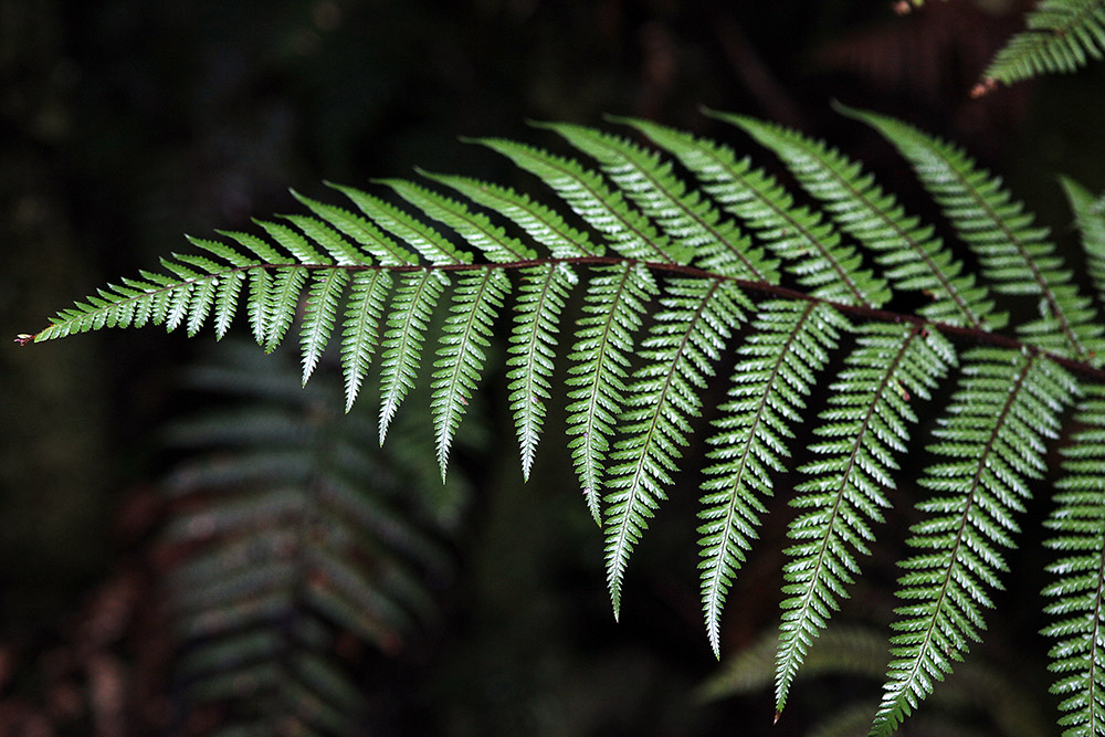 NZ Ferns & Forest
